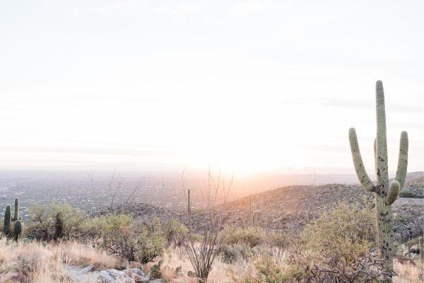 Arizona Desert