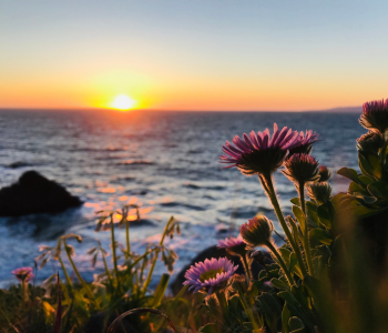 purple-flowers-ocean-sunset